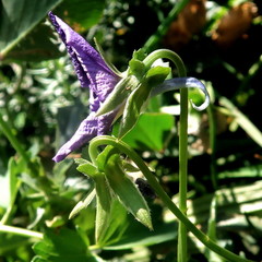 Viola bubanii
