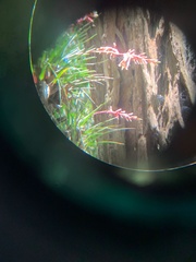 Vriesea corcovadensis