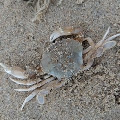 Liocarcinus vernalis