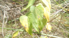 Dioscorea burchellii