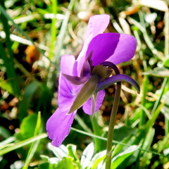Viola bubanii