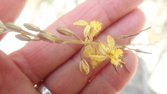 Bulbine lagopus