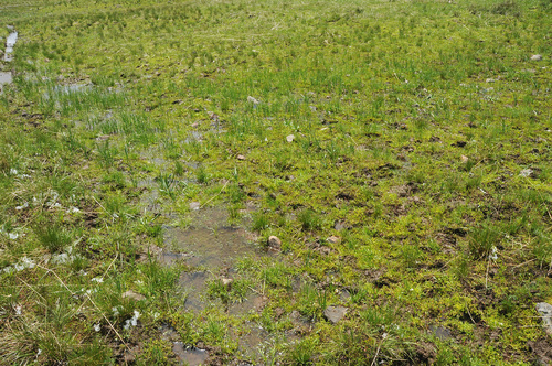 Image of Isoetes minima by (c) Timothy McNitt, some rights reserved (CC BY)