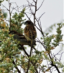 Passer domesticus