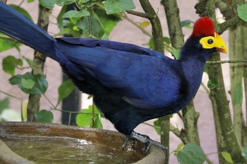 Ross's Turaco