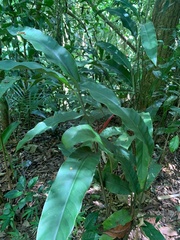 Heliconia angusta