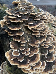 Trametes versicolor