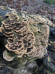 Trametes versicolor