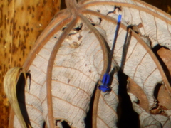 Argia extranea