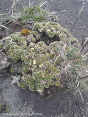 Eudema nubigena