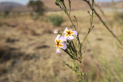Jamesbrittenia grandiflora