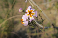 Jamesbrittenia grandiflora