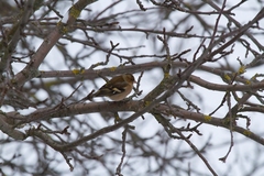 Fringilla coelebs
