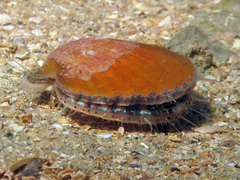 Aequipecten opercularis