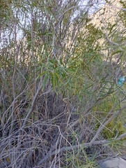 Colliguaja integerrima