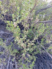 Baccharis rhomboidalis