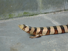 Banded Galliwasp photo 5