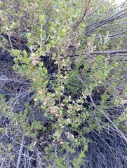 Baccharis rhomboidalis
