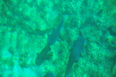 Ictalurus punctatus