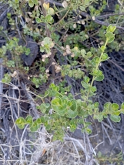 Baccharis rhomboidalis