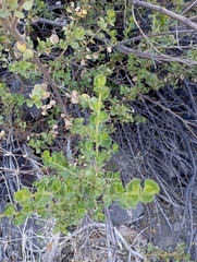 Baccharis rhomboidalis