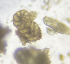 Spiroplectinella wrightii