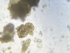 Spiroplectinella wrightii