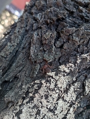 Doliomalus cimicoides