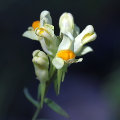 Linaria acutiloba