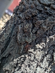 Doliomalus cimicoides