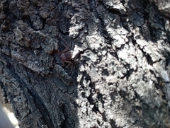 Doliomalus cimicoides