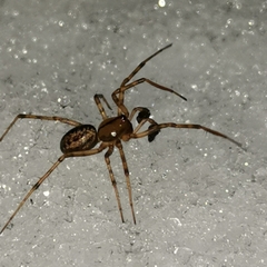 Stemonyphantes lineatus