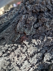 Doliomalus cimicoides