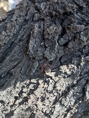 Doliomalus cimicoides