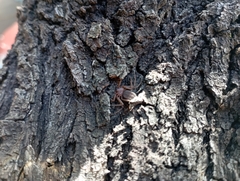 Doliomalus cimicoides