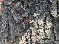 Doliomalus cimicoides