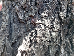 Doliomalus cimicoides