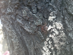 Doliomalus cimicoides