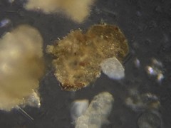 Spiroplectinella wrightii