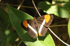 Adelpha syma