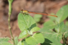 Ceriagrion glabrum