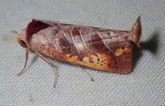 Marthula multifascia