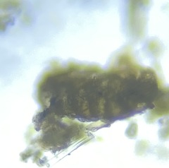 Spiroplectinella wrightii