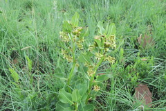 Pachycarpus asperifolius