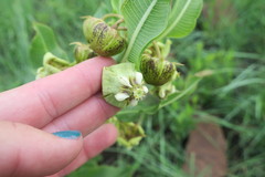 Pachycarpus asperifolius