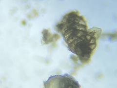 Spiroplectinella wrightii