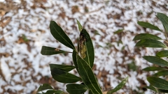 Phytomyza glabricola