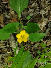 Chrysogonum
