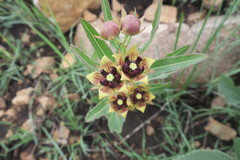 Pachycarpus concolor