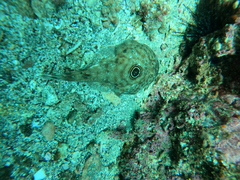Diplobatis ommata